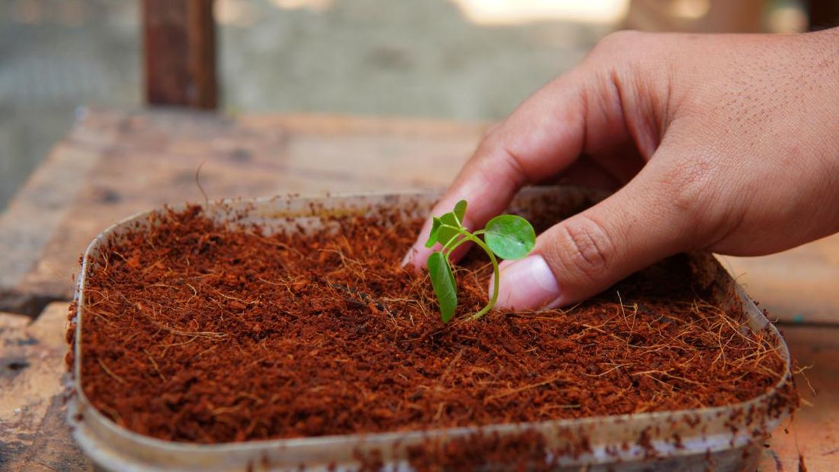 The Benefits of Using Coco Coir Bricks for Farming with Yacococoir